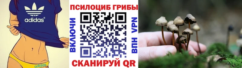 хочу   Вытегра  kraken ссылки  Галлюциногенные грибы мицелий 